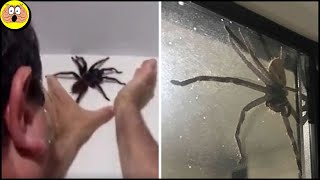 Engste Spinnen op Camera die Huizen Binnen Glipten