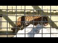 2020.2.11 14 03 釧路市動物園 アムールトラ 🐯アサマ お部屋に帰りたい