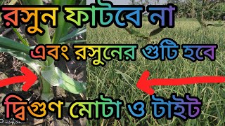 রসুন ফেঁটে যাওয়ার কারণ ,,, রসুন ফেঁটে গেলে কি করবেন #roaunerfetejawarkaron #rosunerkokra