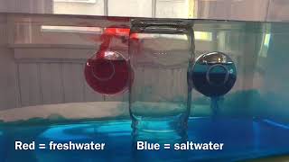 Thermohaline Circulation Demonstration