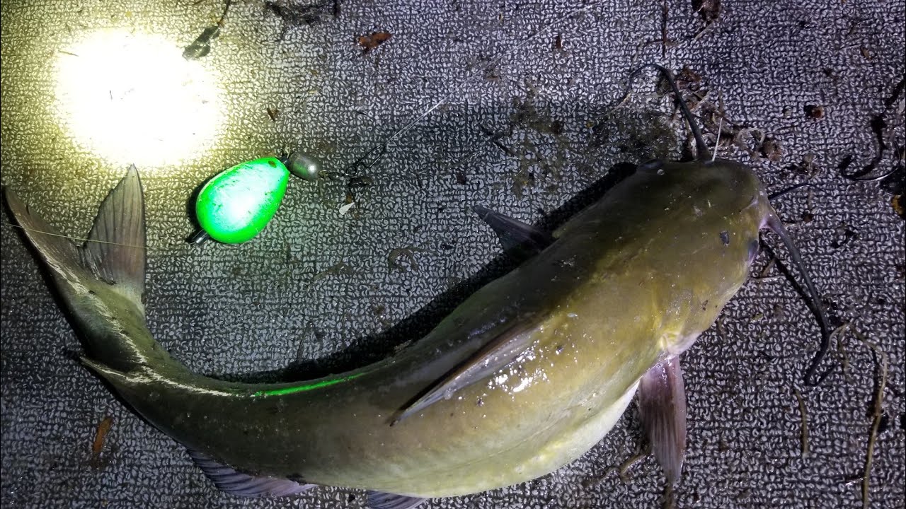 Catching Spawning Catfish On Float - Summer Tactics - YouTube