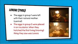Animal Studies into Attachment: Lorenz's Geese (AO1 A LEVEL PSYCHOLOGY REVISION)