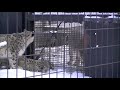 草をはむリアン~snow leopard eats grass