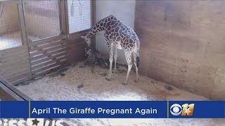 Internet Sensation April The Giraffe Is Pregnant Again