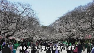 東京・台東区　上野公園の桜の開花状況　3～4分咲き程度　2020年3月20日　cherry blossoms in Ueno Park, Tokyo