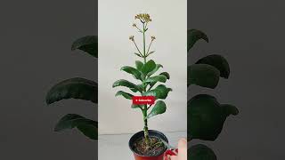 Pruning Kalanchoe flower #gardening #kalanchoe #shorts