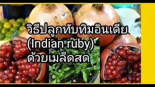 วิธีปลูกต้นทับทิมอินเดีย(Indian ruby)จากเมล็ดสด by Jitt23