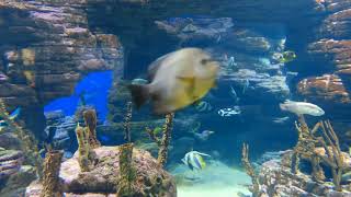 under water fish 🎏🐟🎏🐟 video nature and rilaxsing music #nature #nature