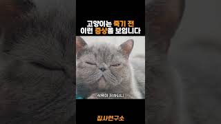 반려묘가 죽기 전에 보이는 행동이니 집사분들 꼭 확인하고 가시기를 바랍니다...