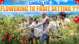 దానిమ్మ లో Flowering To Fruit setting??//#jilan  #pomogranate #horticulture #success #farming