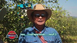 สดใสไปกับปุ๋ยรุ่งอรุณ ตอน การทำพุทรานมสด ตอนที่ 2 อ วังน้ำเขียว จ นครราชศีมา