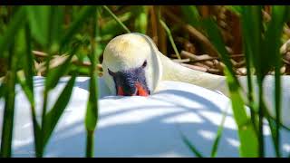 Guardian #Swans ，two days before due date 20240507