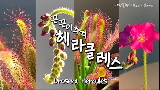 flying flies? That's it with drosera!| Pretty insectivorous plants 'Hercules' | Breeding method