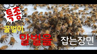 신종 꿀벌인가? 말벌잡는 꿀벌들! (베짱이도시농부)