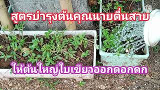 สูตรบำรุงต้นคุณนายตื่นสายให้ต้นใหญ่ใบเขียวออกดอกดก