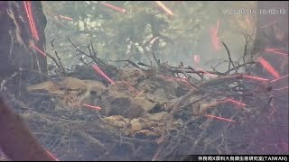 20210316黑鳶寶寶巢樹下掃墓引發火災驚險過程 Wild Fire around Black Kite Nest Tree