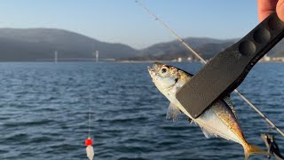 南蛮漬けが食べたくて｜ぶっ込みサビキで子アジ釣り