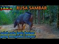 MEMELIHARA RUSA SAMBAR ⁉️DI tengah hutan