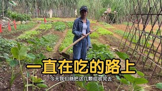 农村生活，白天挥锄头，晚上喝小酒，2个芋头就能整出两道下酒菜