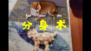 【柴犬掉毛多可怕】分身术