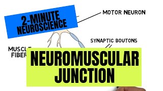 2-Minute Neuroscience: Neuromuscular Junction