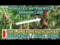 CARA MENGATASI BUSUK KERING / ANTRAKNOSA PADA TANAMAN CABE || CARA MENCEGAH BUSUK KERING CABE