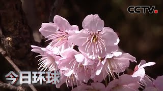 湖北武汉开启2021赏花季 |《今日环球》CCTV中文国际