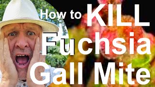 How To Get Rid of Fuchsia Gall Mite!