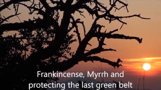 Frankincense, Myrrh and protecting the last green belt against the Sahara