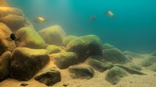 #BADC2018 / Lake Tanganyika, shallow rocky shores of Ikola, Tanzania, 487 L