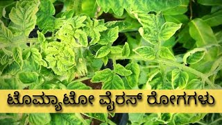 Tomato Virus diseases | symptoms and control measures | ಟೊಮ್ಯಾಟೋ ವೈರಸ್ ರೋಗಗಳ ಸಂಪೂರ್ಣ ಮಾಹಿತಿ