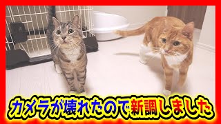 急にカメラが壊れて高画質なカメラになりました。高画質になった猫ズをお楽しみ下さい。