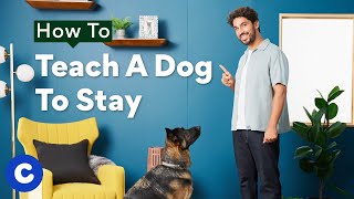 How To Teach A Dog To Stay | Chewtorials