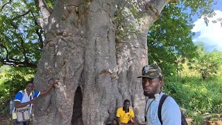 Mysterious baobab - tree in westafrica at the Tamberma tribe #mystery #explore #travel