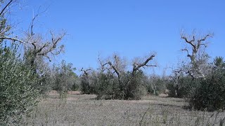 XYLELLA FASTIDIOSA, LA PUGLIA INCONTRA L'EUROPA