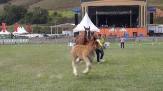 NACIONAL BRETAO 2014 - TANIA DU TREPAS com ECLIPSE ao pé