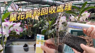 【犀利小農莊40】2023/05/15養蘭舊質料回收處理再利用，舊質料酸化的處理問題與防範菌類的感染，愛地球人人有責，舊質料回收利用作個地球好公民