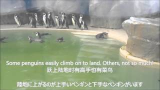 新潟市水族館マリンピア日本海Vol 4 「ペンギン編」【NIIGATA GOOD CONTENTS】