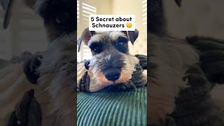 5 Secrets About Mini Schnauzers 🤫 #minischnauzer