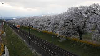 【4k】2019/4/11(Thu)　快速花めぐり号　送り込み　EF81-95号機