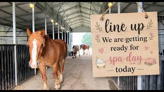 Horses, Longhorn, and Coffee!