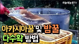 [하늘애농원TV] 밤꿀 많이 채밀하는 방법 #양봉 #양봉기술 #양봉비법 #양봉정보 #밤꿀