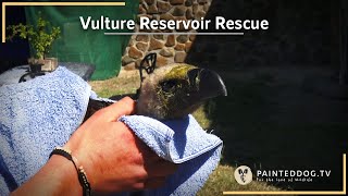 Vulture Reservoir Rescue