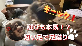 【保護犬チワワ】チワワの短足キック（笑）届いてる？