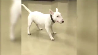 Bull Terrier Excited to See Owner