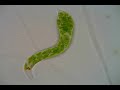 euglena mutabilis