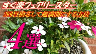 【花】すぐ楽フェアリースターの育て方・2回目摘芯