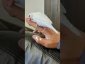 逆剥けを引っ張る白文鳥 文鳥 白文鳥 shorts