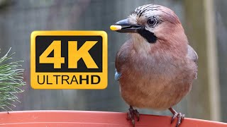 Eurasian Jay Bird /  Garrulus Glandarius  4K / Samsung S7 , Canon M6 Mark II / Sigma 150-600 mm C /