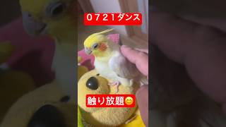 【０７２１】オカメインコが０７２１中は触り放題です。 #shorts #オカメインコ #cockatiel #かわいい #ルチノー #ペット #bird